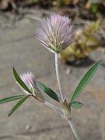 Trifolium arvense