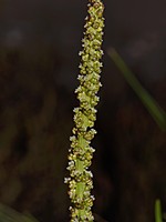 Triglochin maritimum