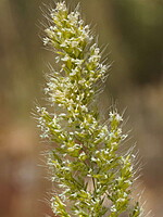 Trisetaria panicea