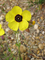 Tuberaria globulariifolia