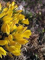 Ulex jussiaei