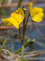 Utricularia australis