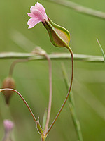 Vaccaria hispanica