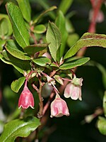 Vaccinium padifolium