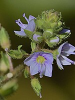 Veronica catenata