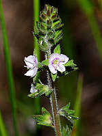 Veronica micrantha