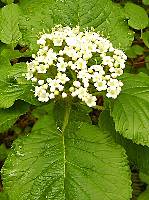 Viburnum lantana