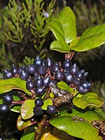 Viburnum treleasei