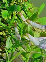 Vicia ferreirensis