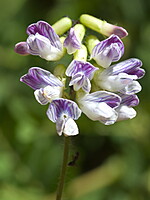 Vicia orobus