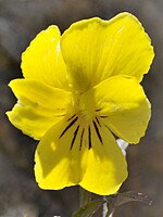 Viola paradoxa