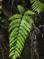 Woodwardia radicans